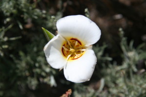 Yampa_Lily